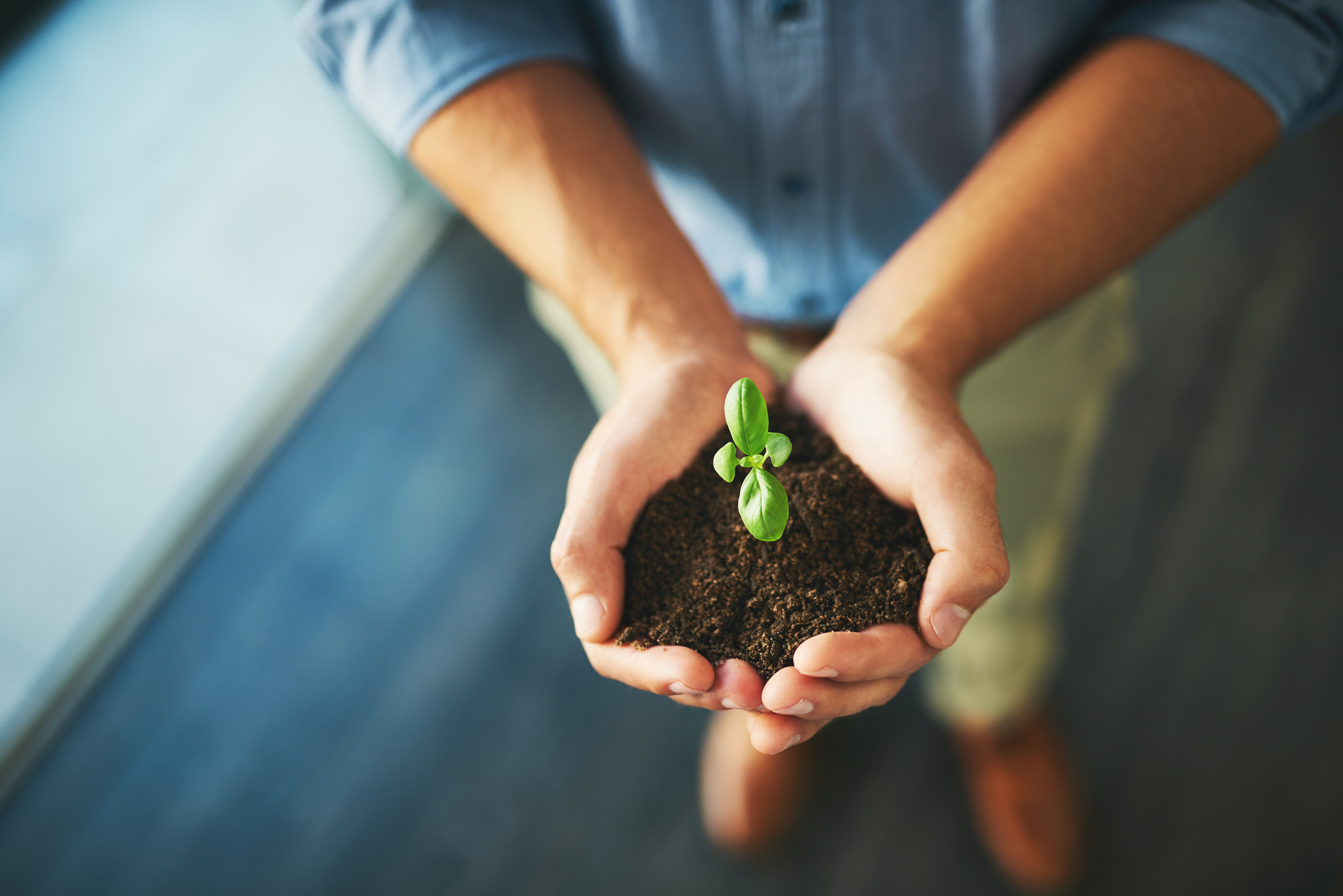businessman holding a plant growing out of soil